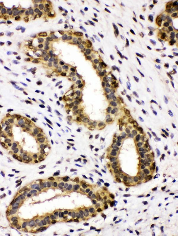 ADH5 Antibody in Immunohistochemistry (Paraffin) (IHC (P))