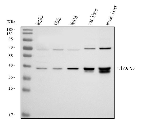 ADH5 Antibody in Western Blot (WB)