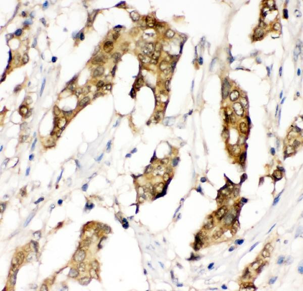 MIF Antibody in Immunohistochemistry (Paraffin) (IHC (P))