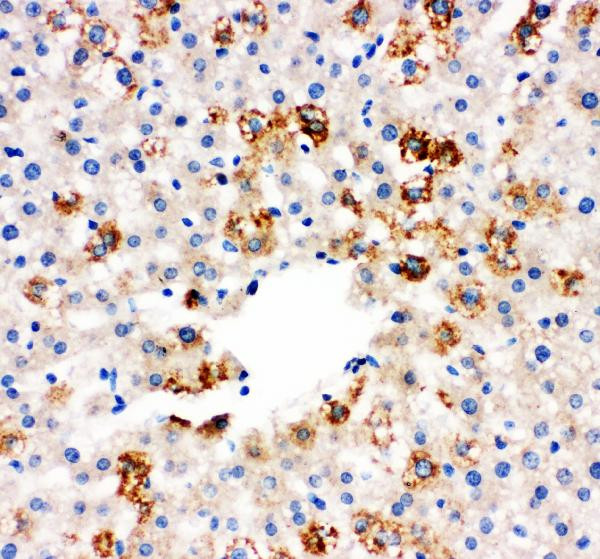 MIF Antibody in Immunohistochemistry (Paraffin) (IHC (P))