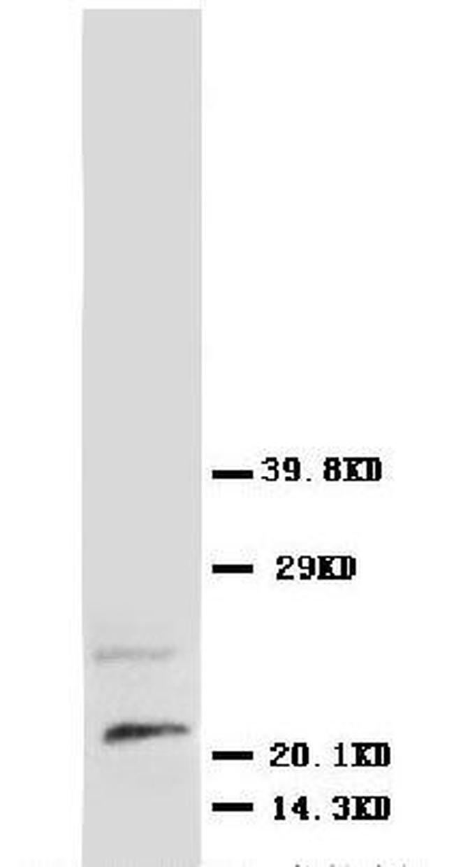 NGF Antibody in Western Blot (WB)