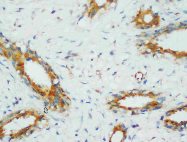 PP2A alpha Antibody in Immunohistochemistry (Paraffin) (IHC (P))