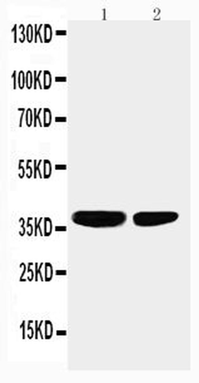 PP2A alpha Antibody in Western Blot (WB)