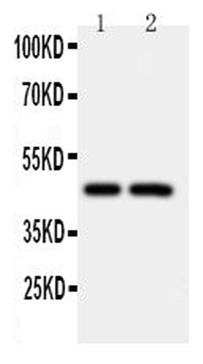 Caspase 2 Antibody in Western Blot (WB)