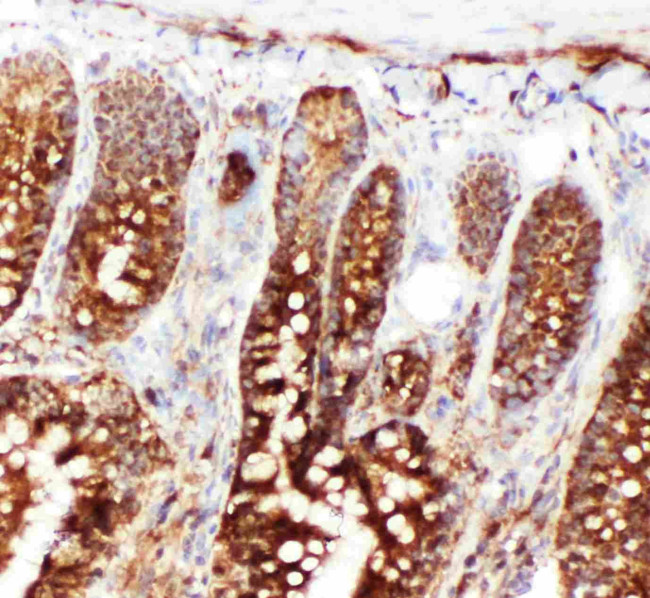 HSC70 Antibody in Immunohistochemistry (Frozen) (IHC (F))