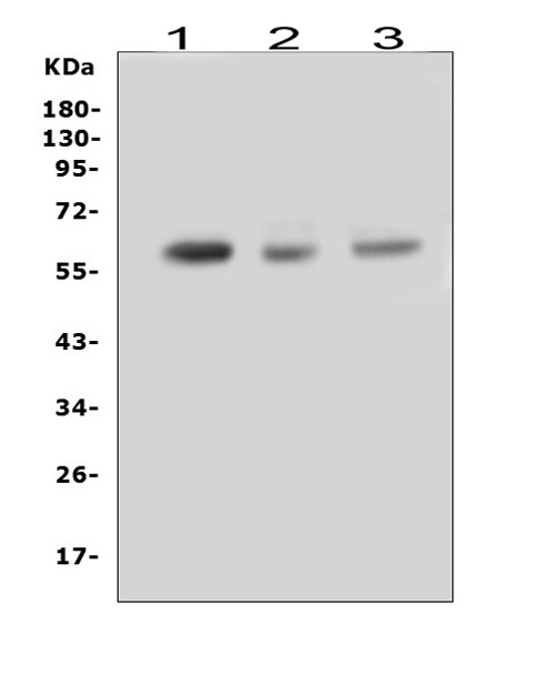 RUNX2 Antibody in Western Blot (WB)