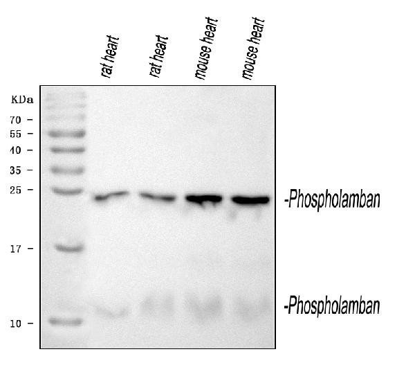 Phospholamban Antibody in Western Blot (WB)