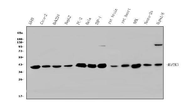 MEK3 Antibody in Western Blot (WB)