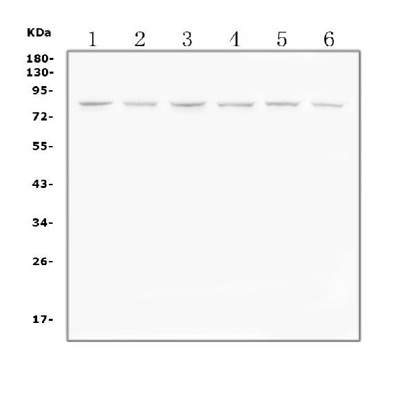 PI3K p85 alpha Antibody in Western Blot (WB)