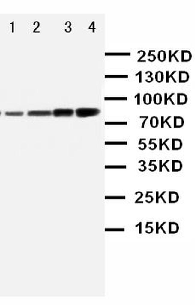 PI3K p85 alpha Antibody in Western Blot (WB)