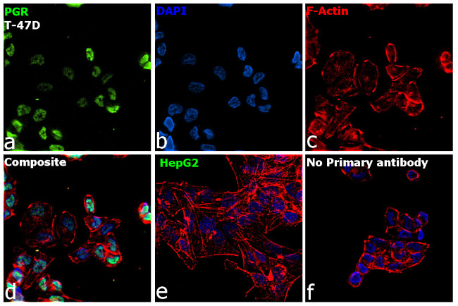 Progesterone Receptor Antibody in Immunocytochemistry (ICC/IF)