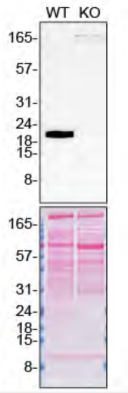 Pleiotrophin Antibody in Western Blot (WB)