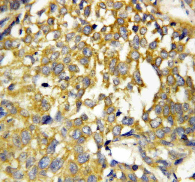 Pleiotrophin Antibody in Immunohistochemistry (Paraffin) (IHC (P))