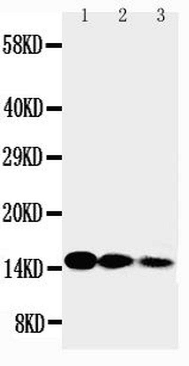 Mouse IL-3 Antibody in Western Blot (WB)