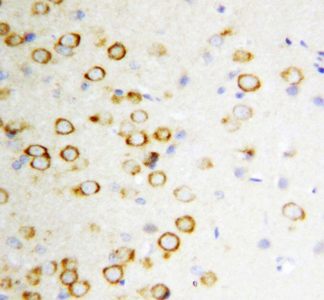 GDNF Antibody in Immunohistochemistry (Paraffin) (IHC (P))