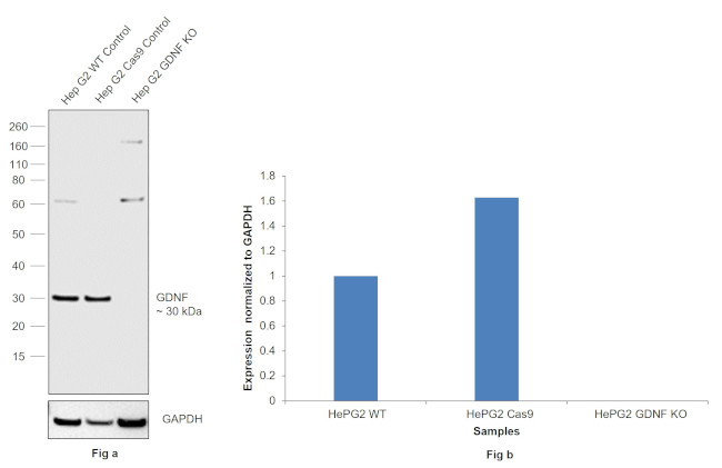 GDNF Antibody in Western Blot (WB)