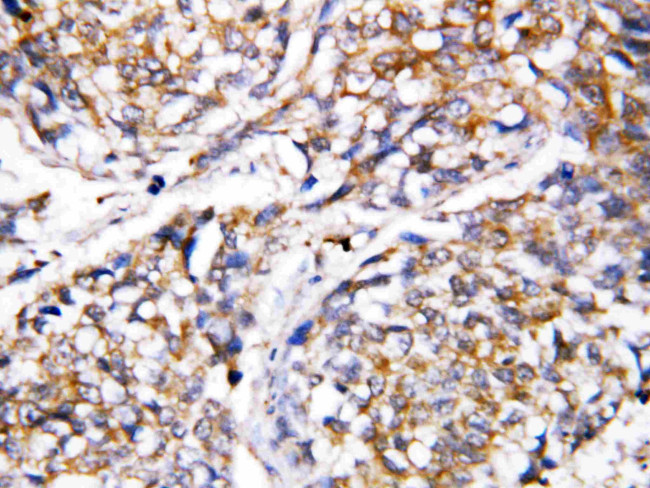 Caspase 4 Antibody in Immunohistochemistry (Paraffin) (IHC (P))