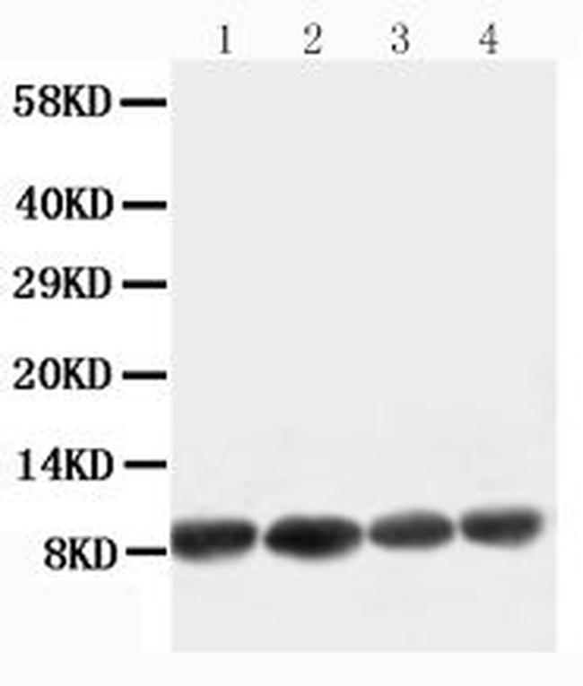 Apelin Antibody in Western Blot (WB)