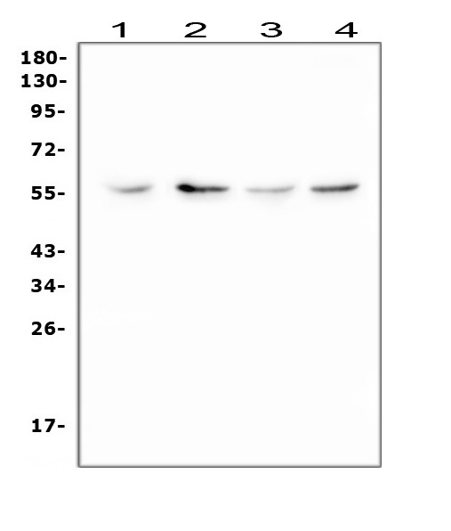 XIAP Antibody in Western Blot (WB)