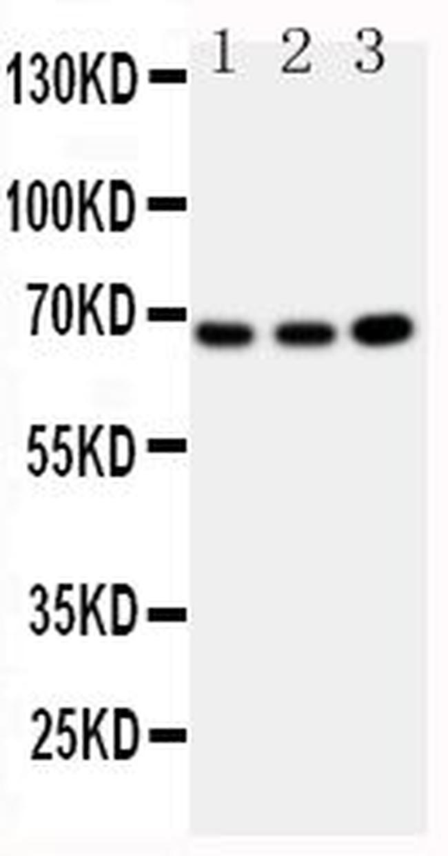 GBP1 Antibody in Western Blot (WB)