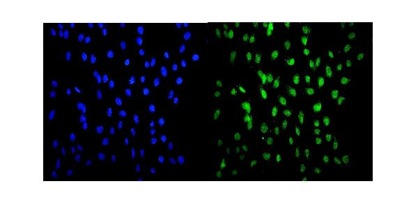 HSF2 Antibody in Immunocytochemistry (ICC/IF)