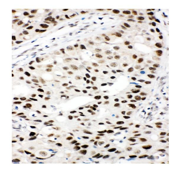 Ku80 Antibody in Immunohistochemistry (Paraffin) (IHC (P))