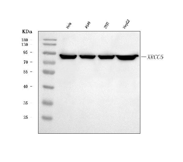 Ku80 Antibody in Western Blot (WB)