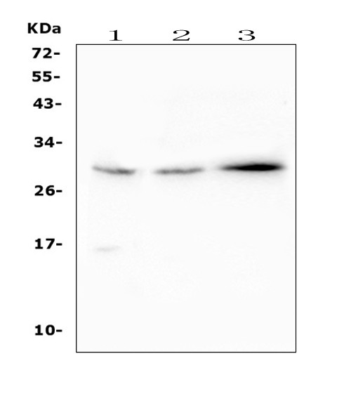 SOCS3 Antibody in Western Blot (WB)