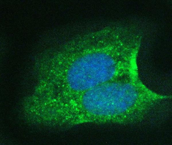 14-3-3 sigma Antibody in Immunocytochemistry (ICC/IF)