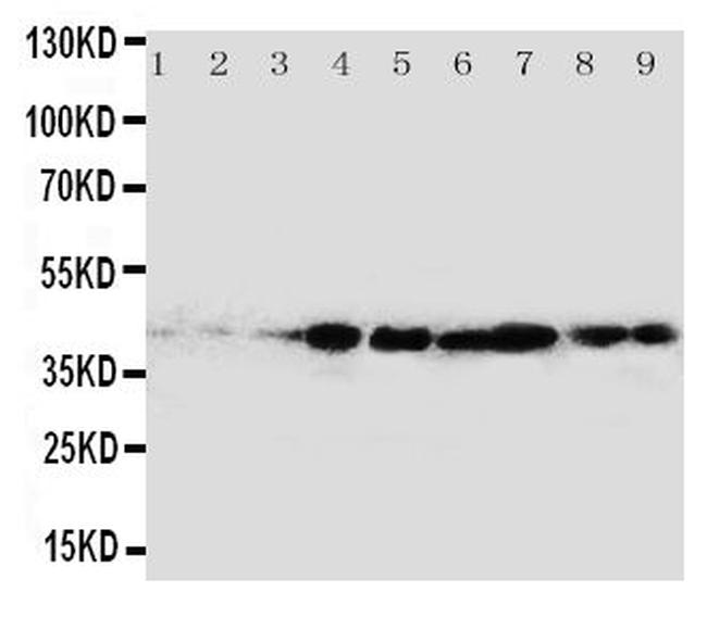 CrkL Antibody in Western Blot (WB)