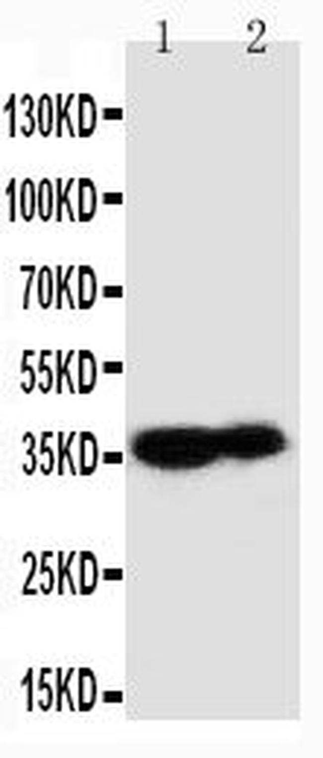 Kallikrein 9 Antibody in Western Blot (WB)