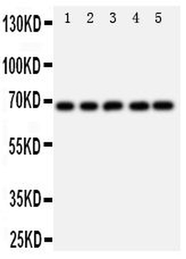 SHP2 Antibody in Western Blot (WB)