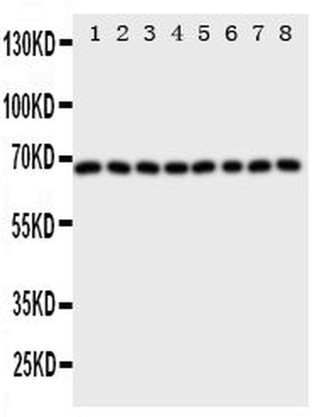 SHP2 Antibody in Western Blot (WB)