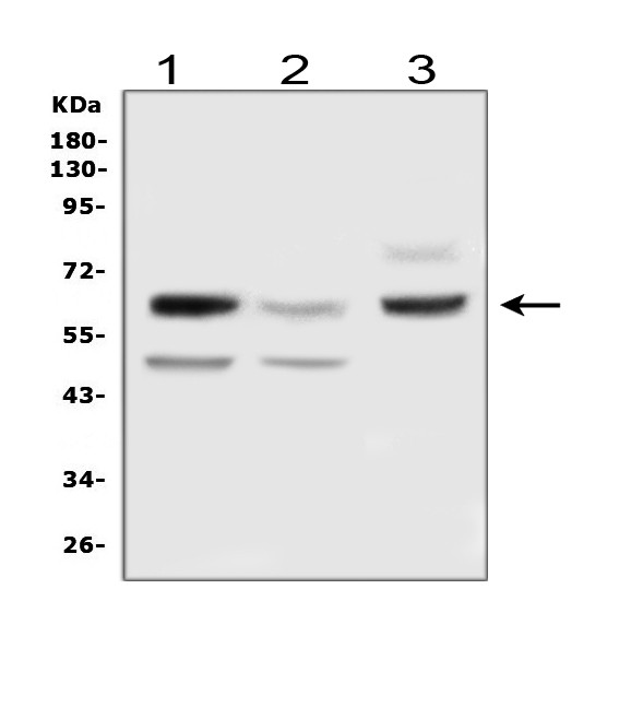 DLL3 Antibody in Western Blot (WB)