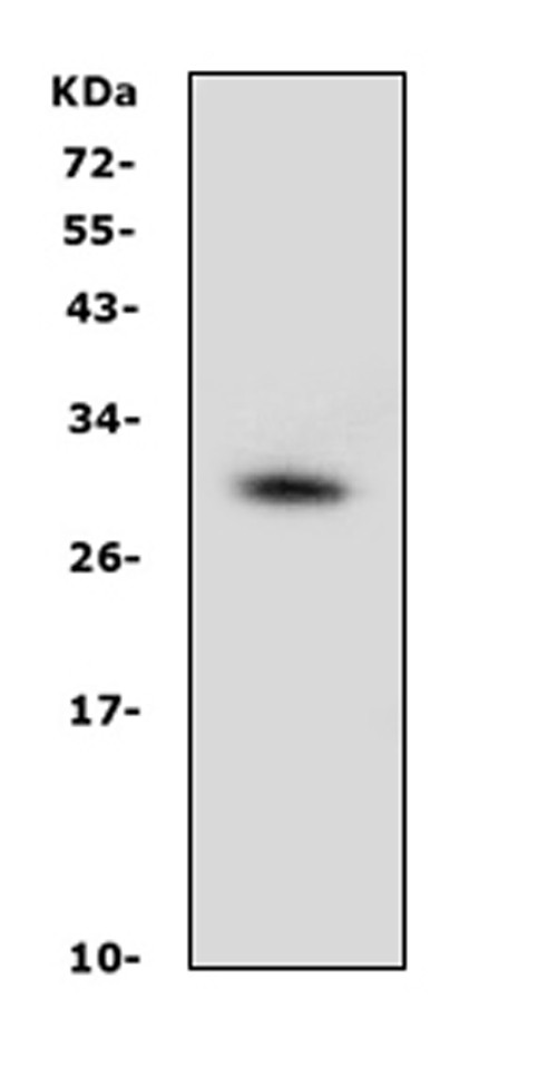 Prohibitin Antibody in Western Blot (WB)