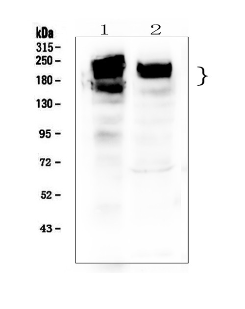 ZEB2 Antibody in Western Blot (WB)