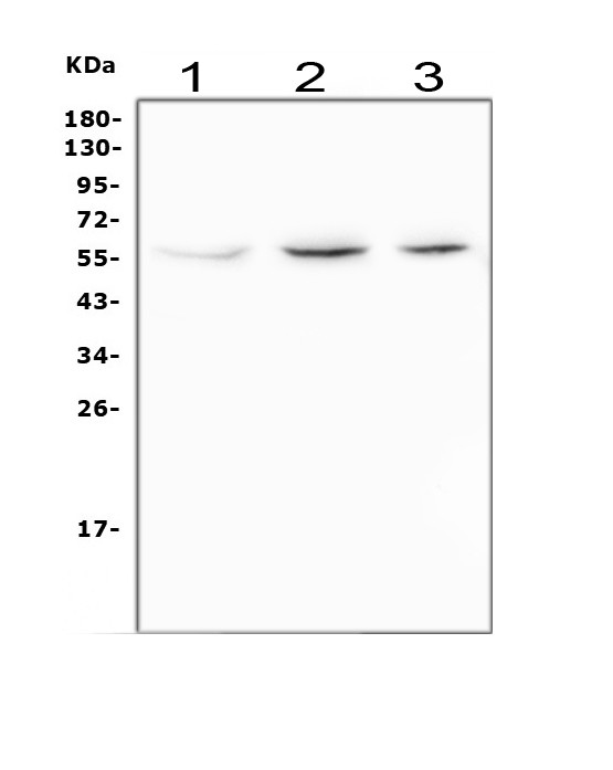 TRAF2 Antibody in Western Blot (WB)