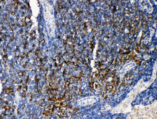 TRAF4 Antibody in Immunohistochemistry (Paraffin) (IHC (P))