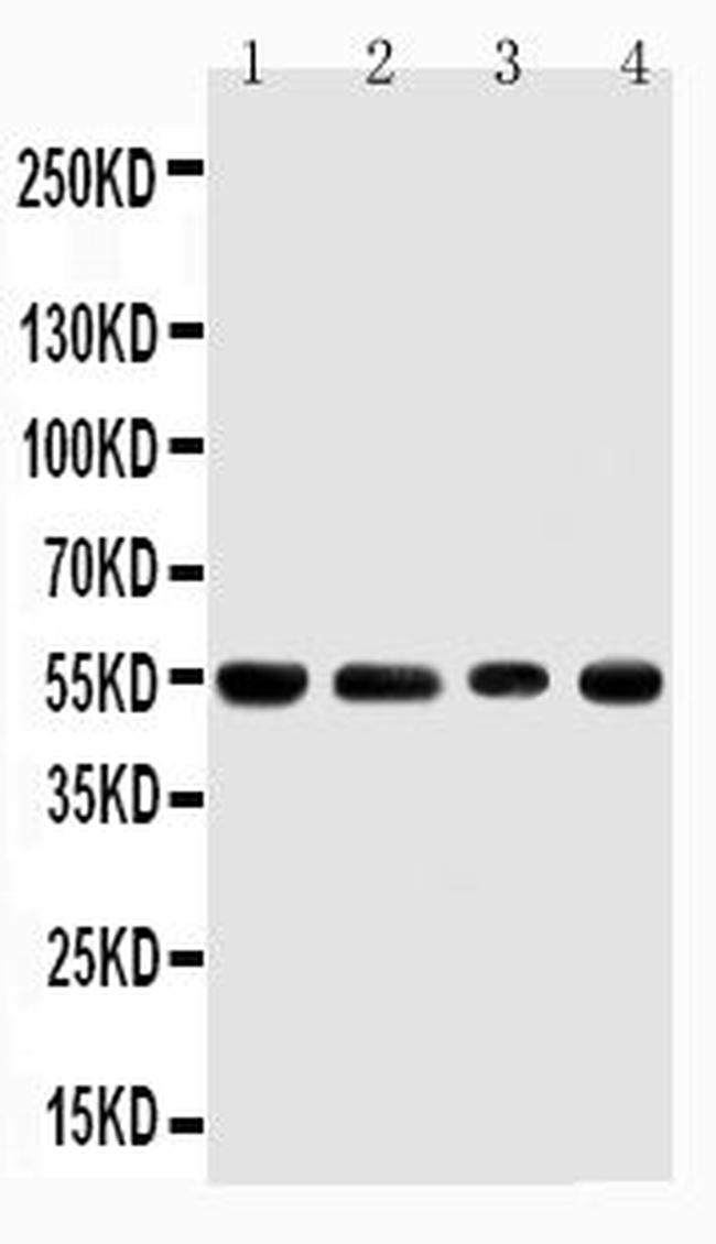 TRAF4 Antibody in Western Blot (WB)