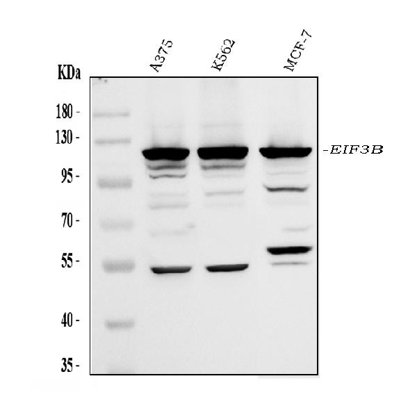 eIF3b Antibody in Western Blot (WB)