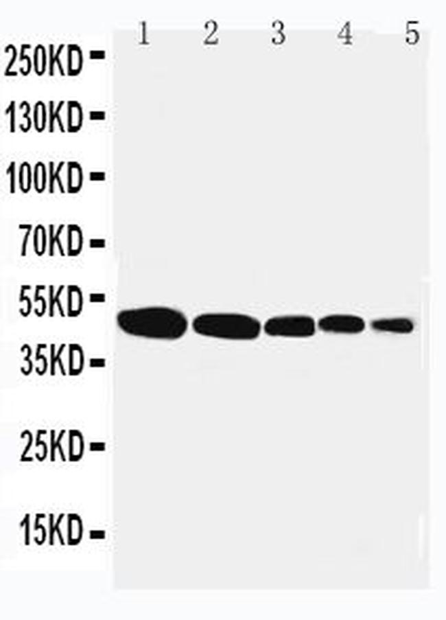 Flotillin 1 Antibody in Western Blot (WB)