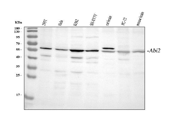 ABI2 Antibody in Western Blot (WB)