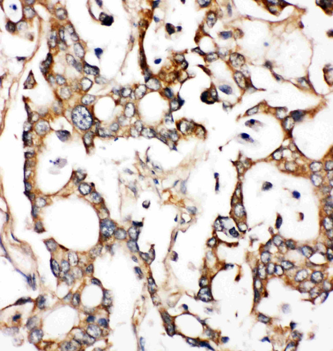 ALDH2 Antibody in Immunohistochemistry (Paraffin) (IHC (P))