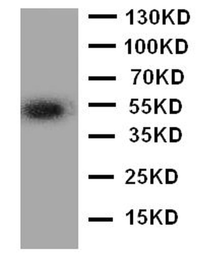 ANGPTL3 Antibody in Western Blot (WB)