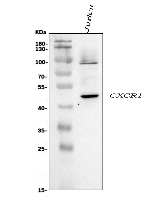 CXCR1 Antibody in Western Blot (WB)