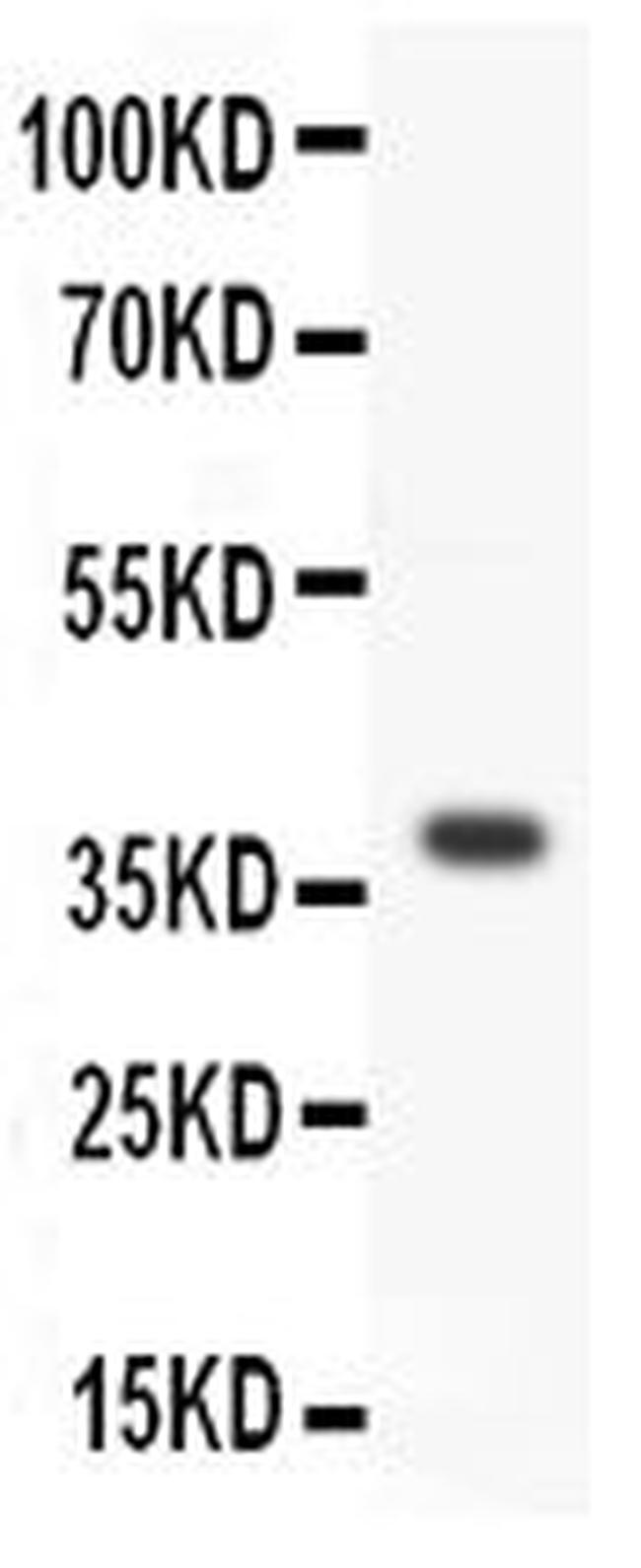 WNT3A Antibody in Western Blot (WB)