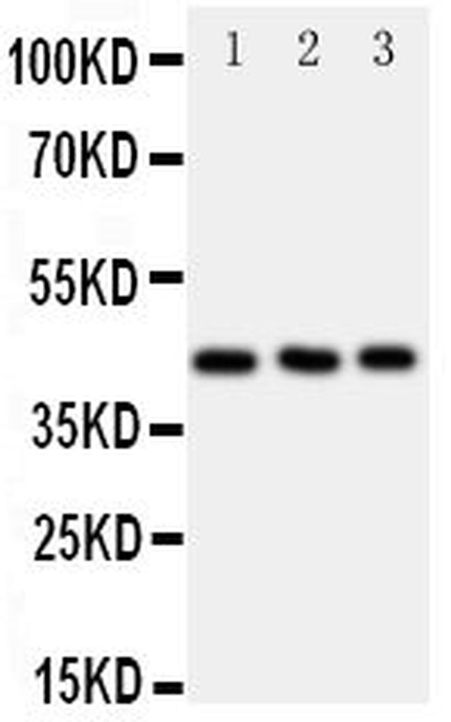 CCR9 Antibody in Western Blot (WB)