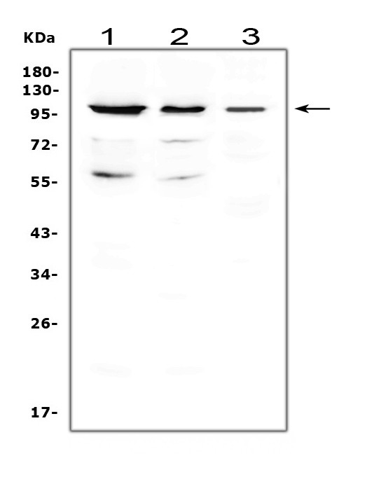 Cdc5L Antibody in Western Blot (WB)