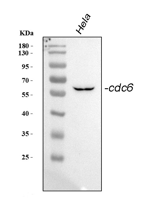 Cdc6 Antibody in Western Blot (WB)