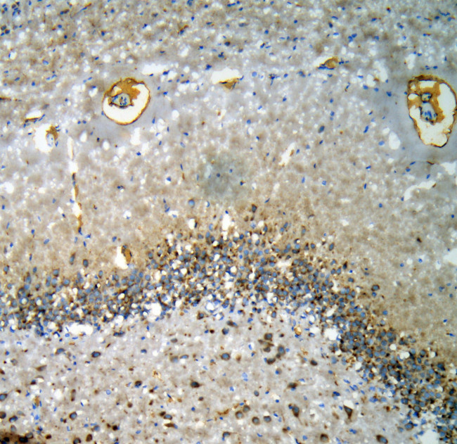 CHRM1 Antibody in Immunohistochemistry (Frozen) (IHC (F))